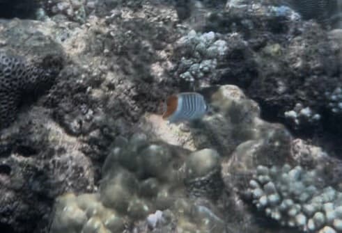 Madagascar Butterflyfish