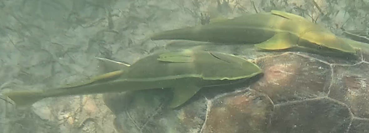 Remora