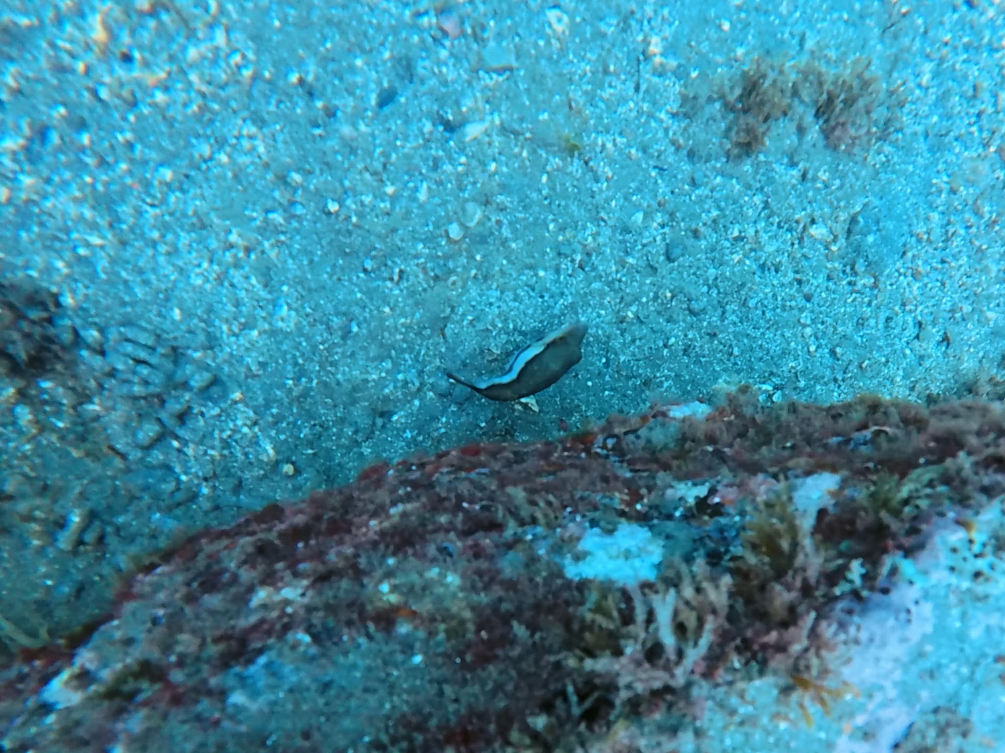 Macaronesian Pufferfish