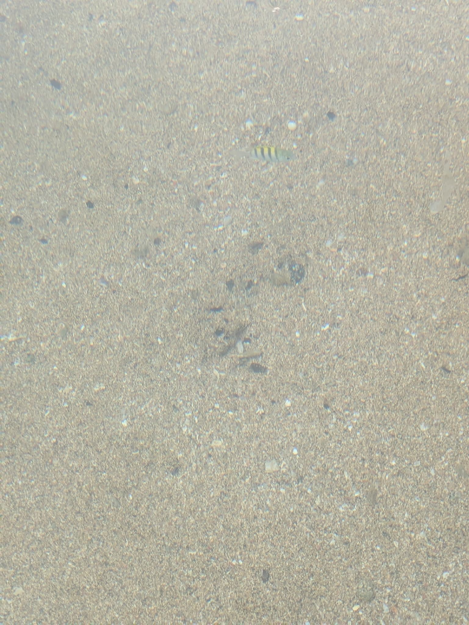 Sergeant Major Damselfish
