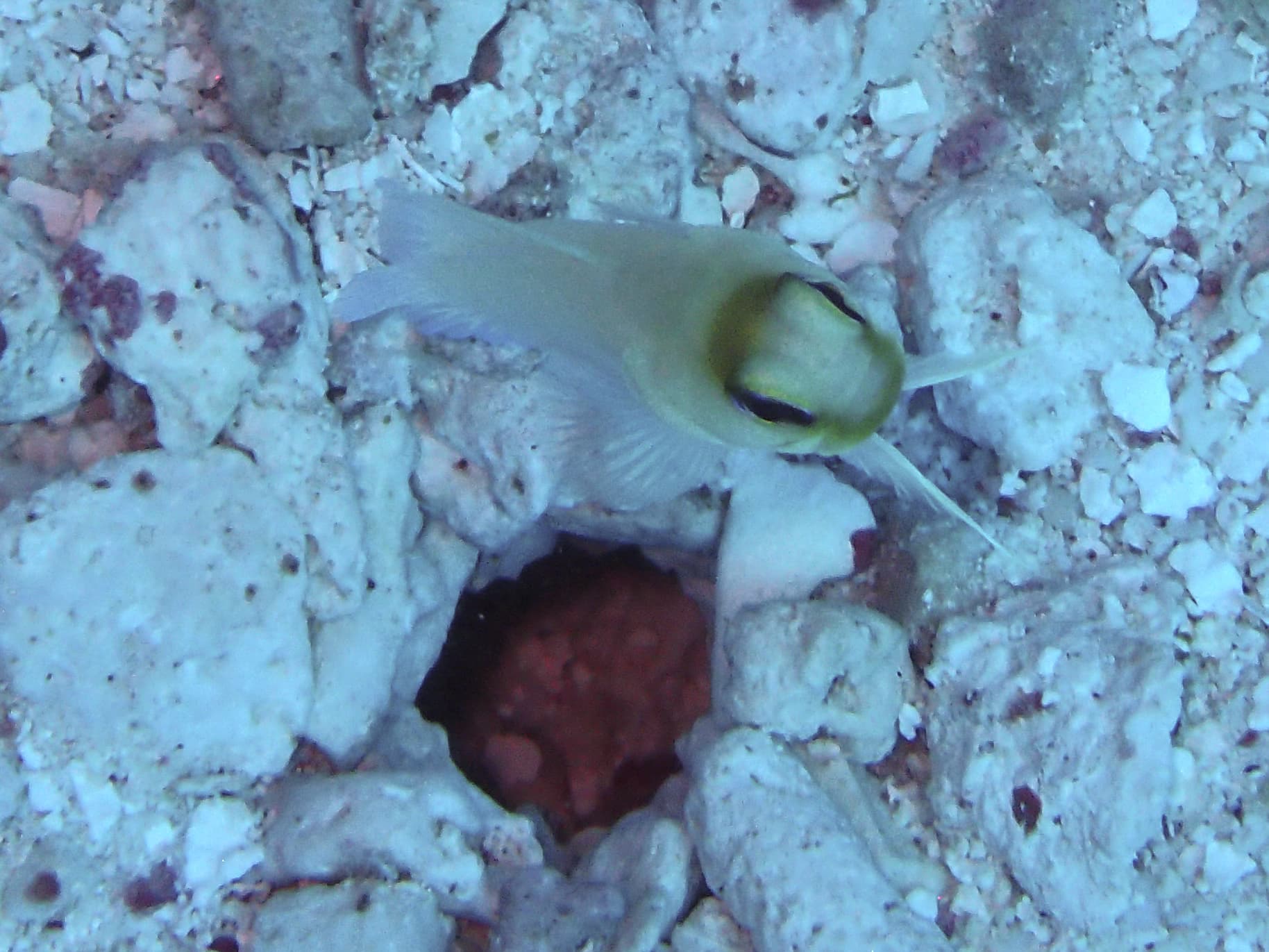 Yellowhead Jawfish
