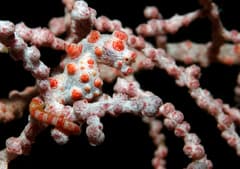 Pygmy Seahorse