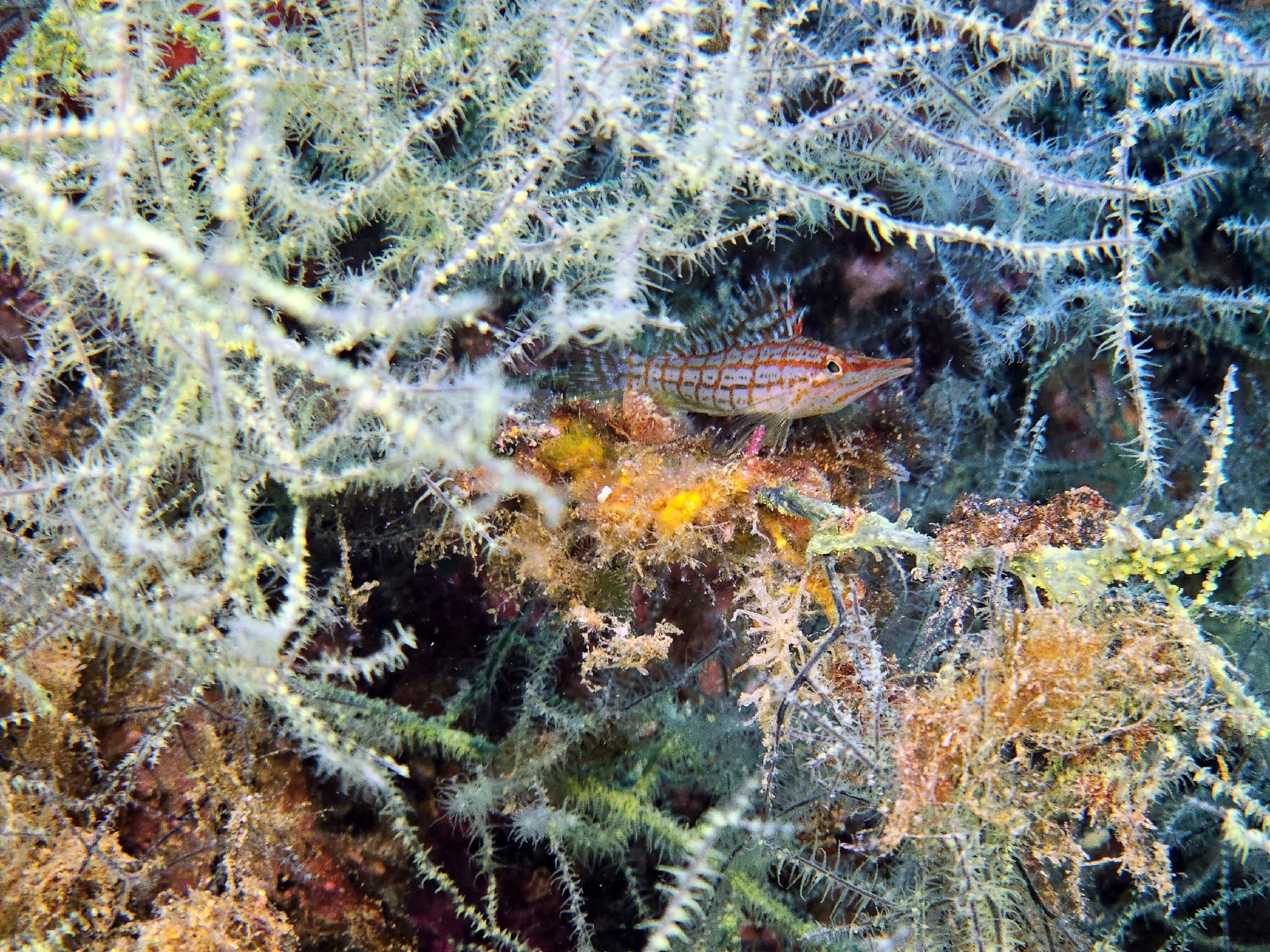 Hawkfish (Longnose)