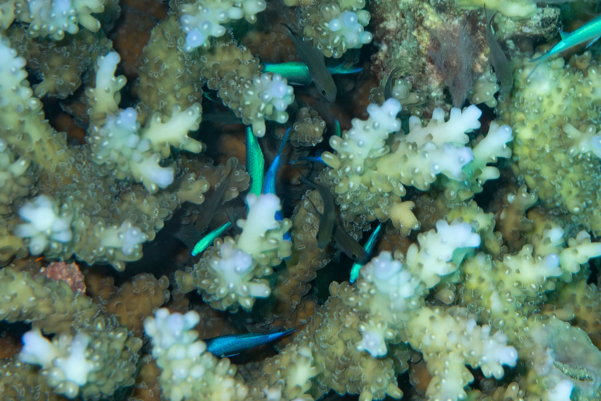 Chromis (Blue Green)