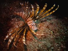 Common Lionfish