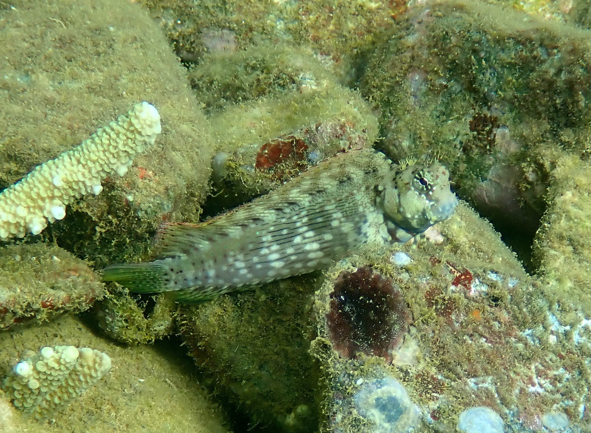 Lawnmower Blenny