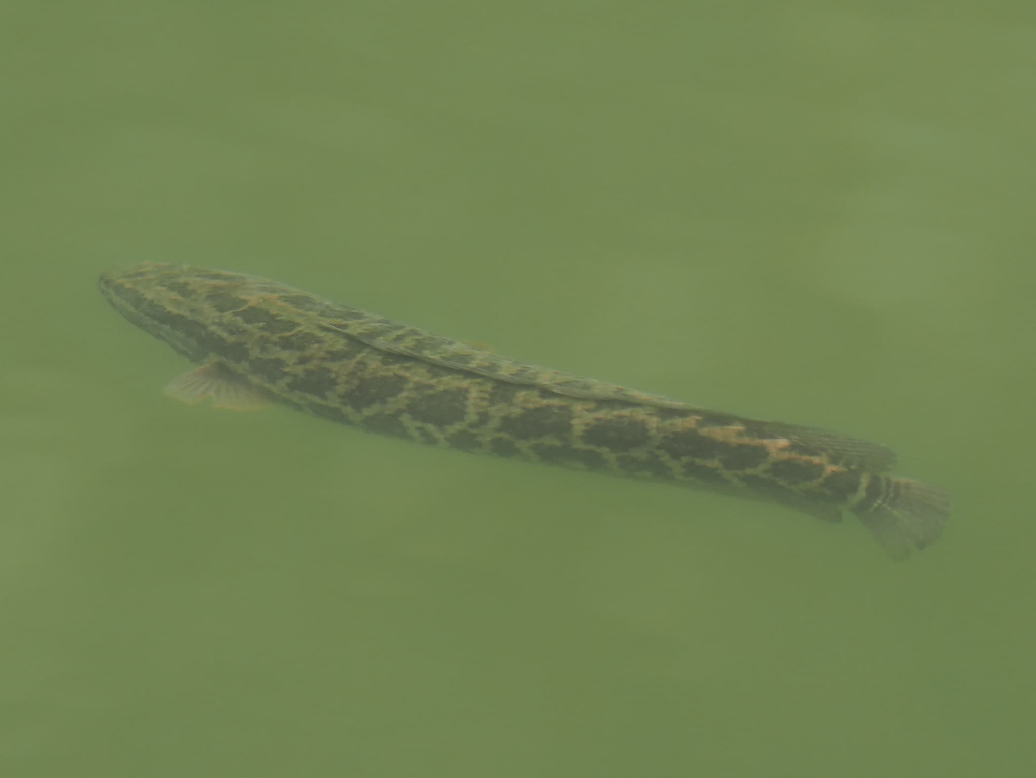 Northern Snakehead