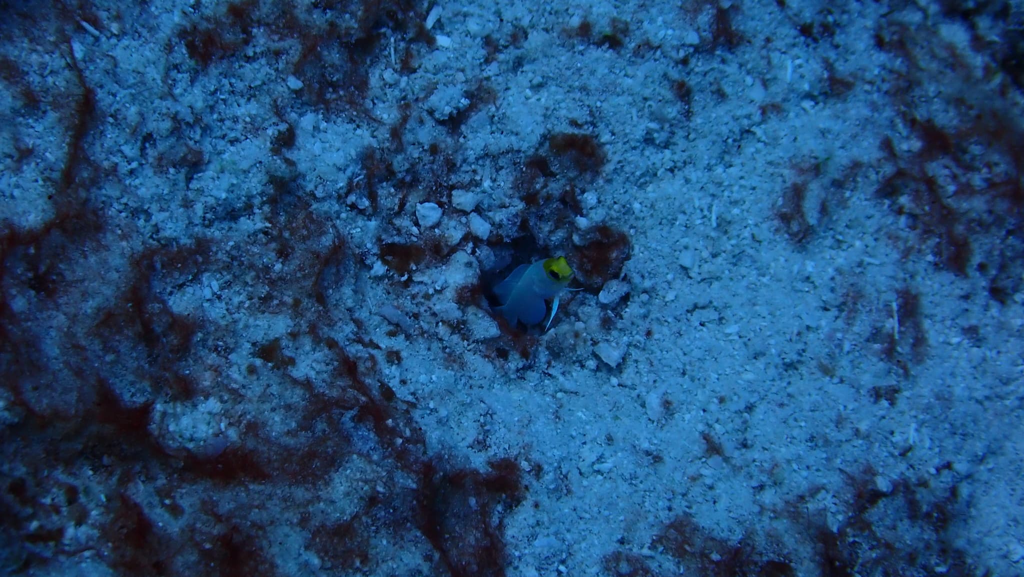 Jawfish (Yellowhead)