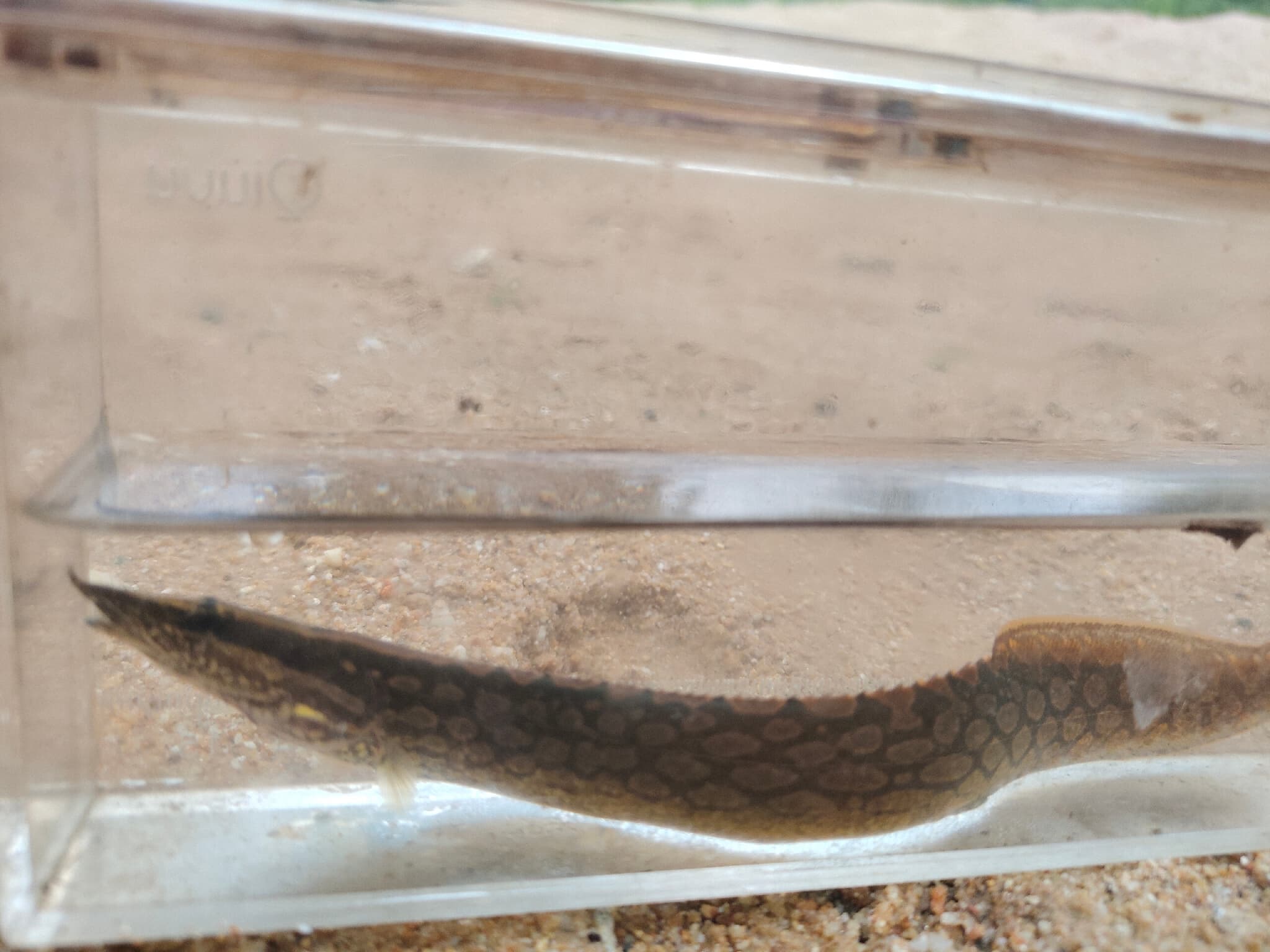 Tire Track Eel