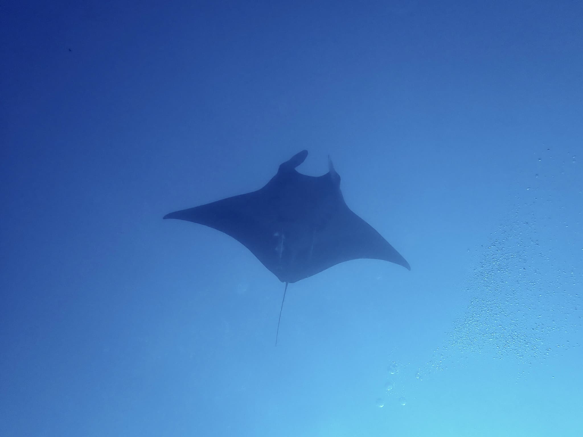 Giant Manta Ray