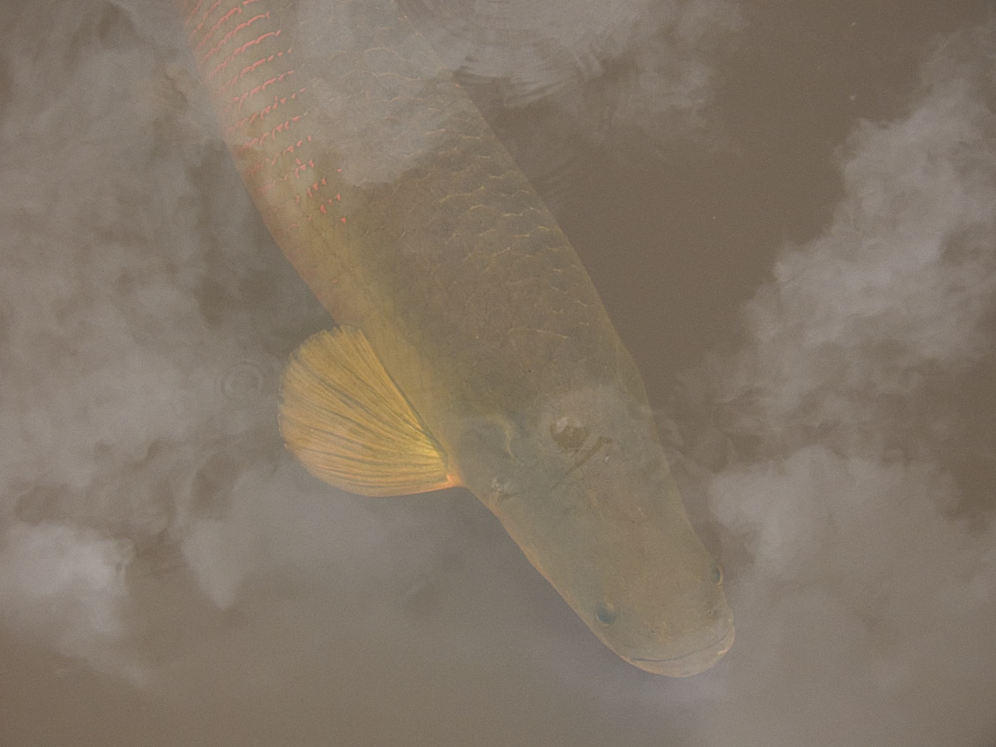 Silver Arowana