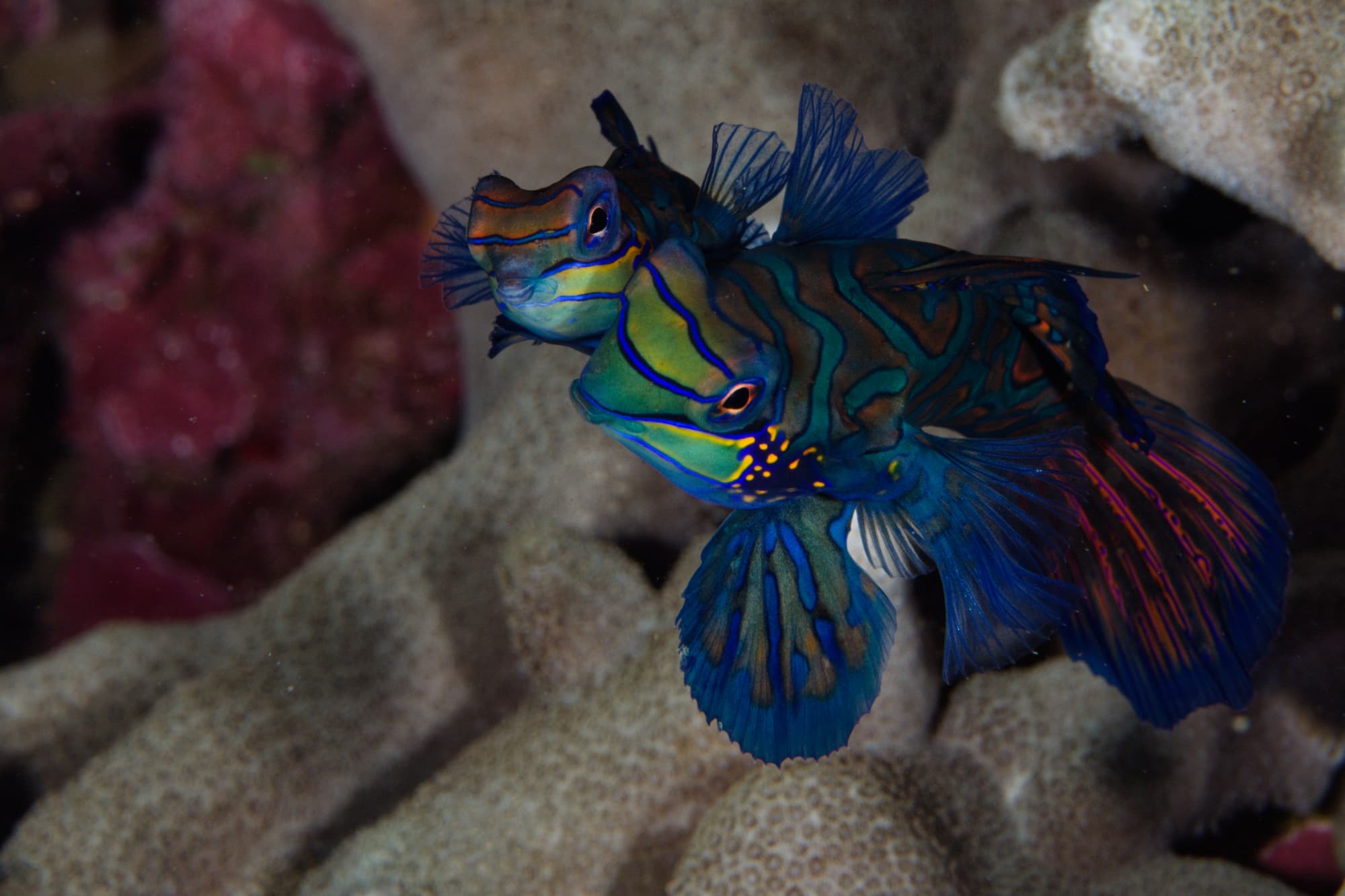 Mandarinfish