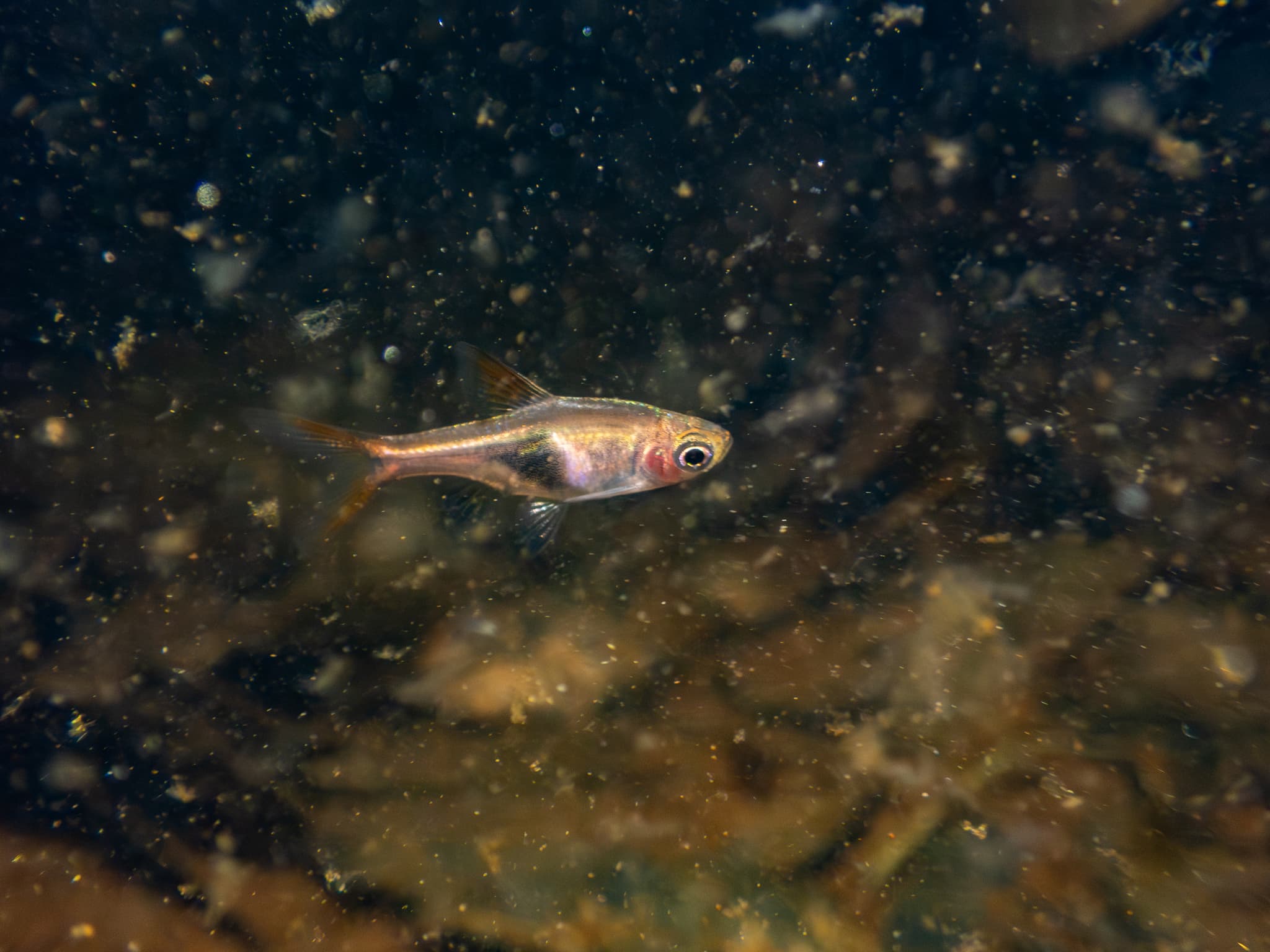 Rasbora (Harlequin)
