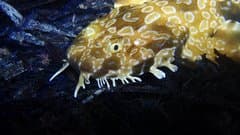 Dwarf Spotted Wobbegong