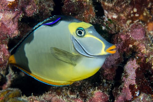 Pacific Orange-spine Unicornfish