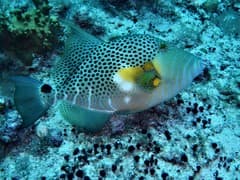 Clown Triggerfish