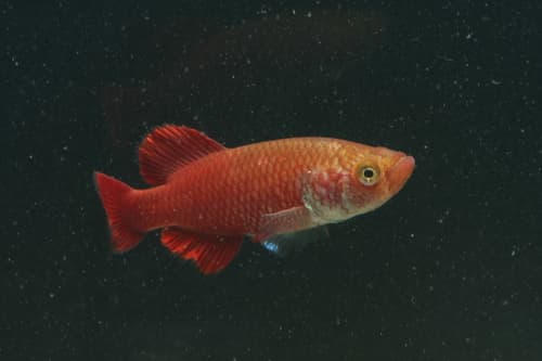 Red Victoria Nothobranch
