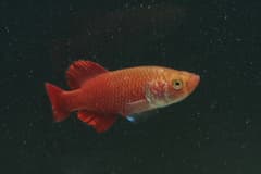 Red Victoria Nothobranch