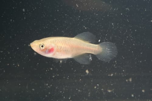 Red Victoria Nothobranch