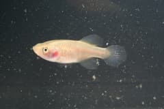 Red Victoria Nothobranch