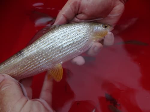 European Grayling