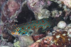 Dragonet (Psychedelic)