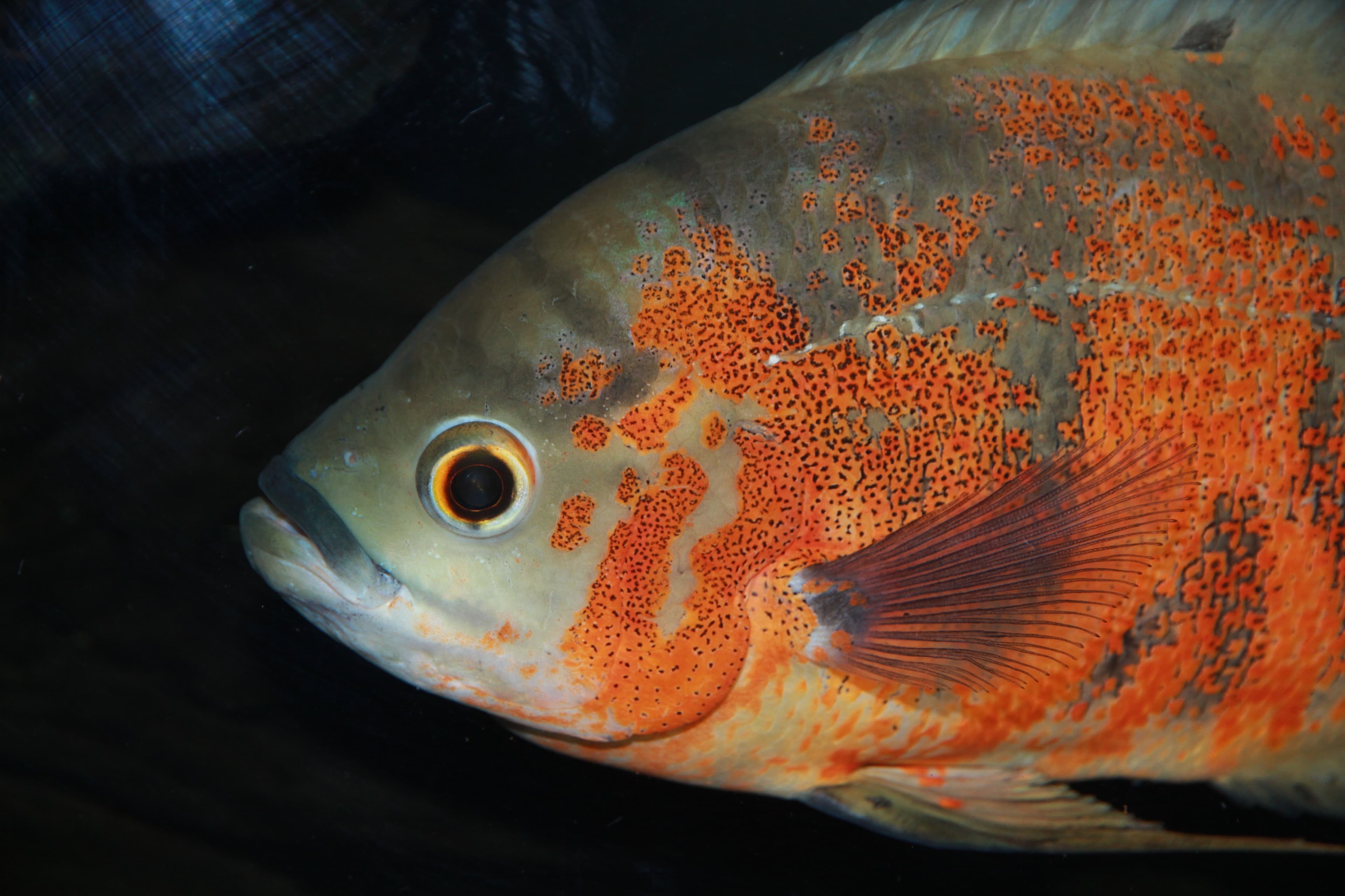 Oscar Cichlid