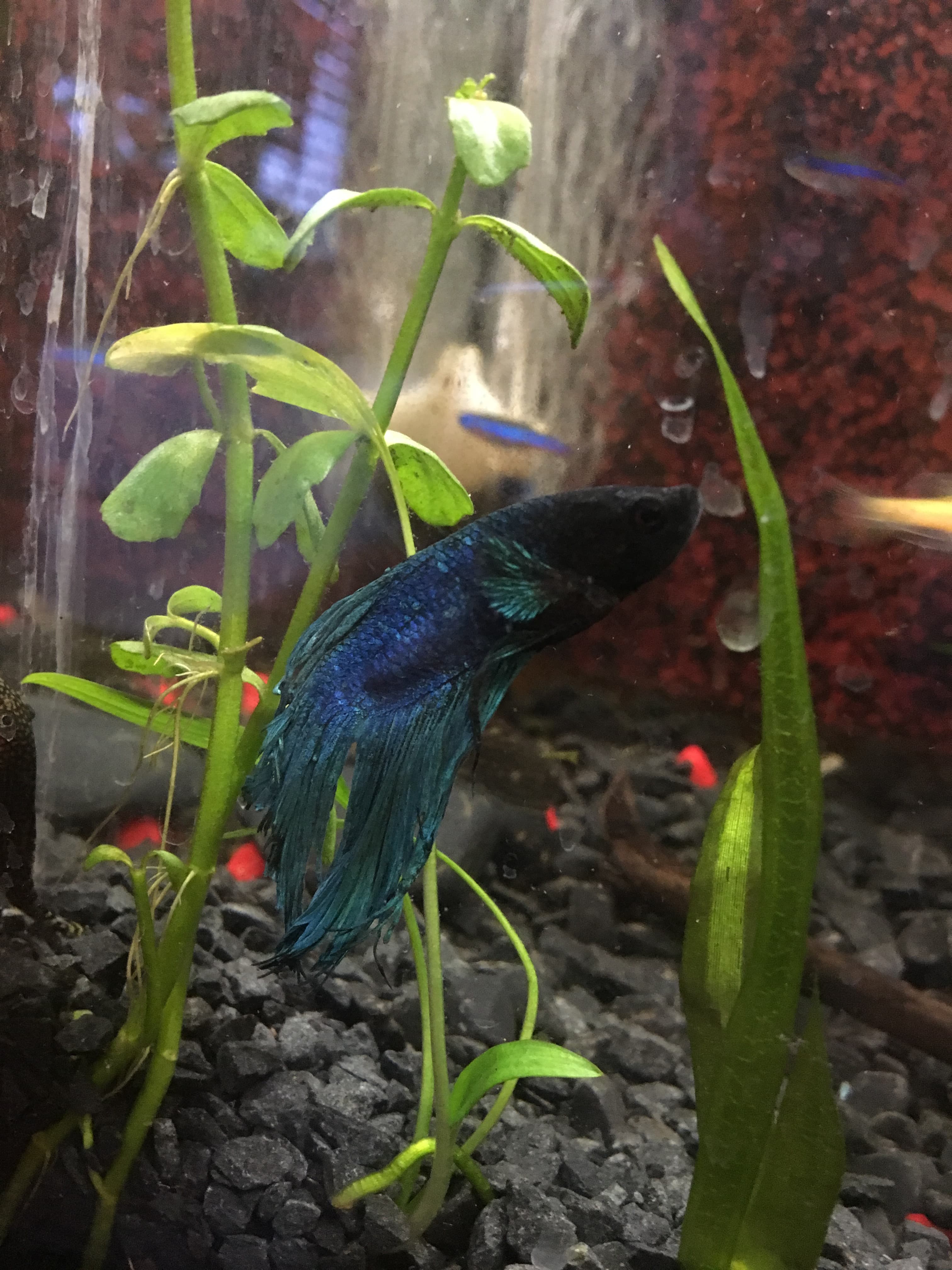 Betta Fish