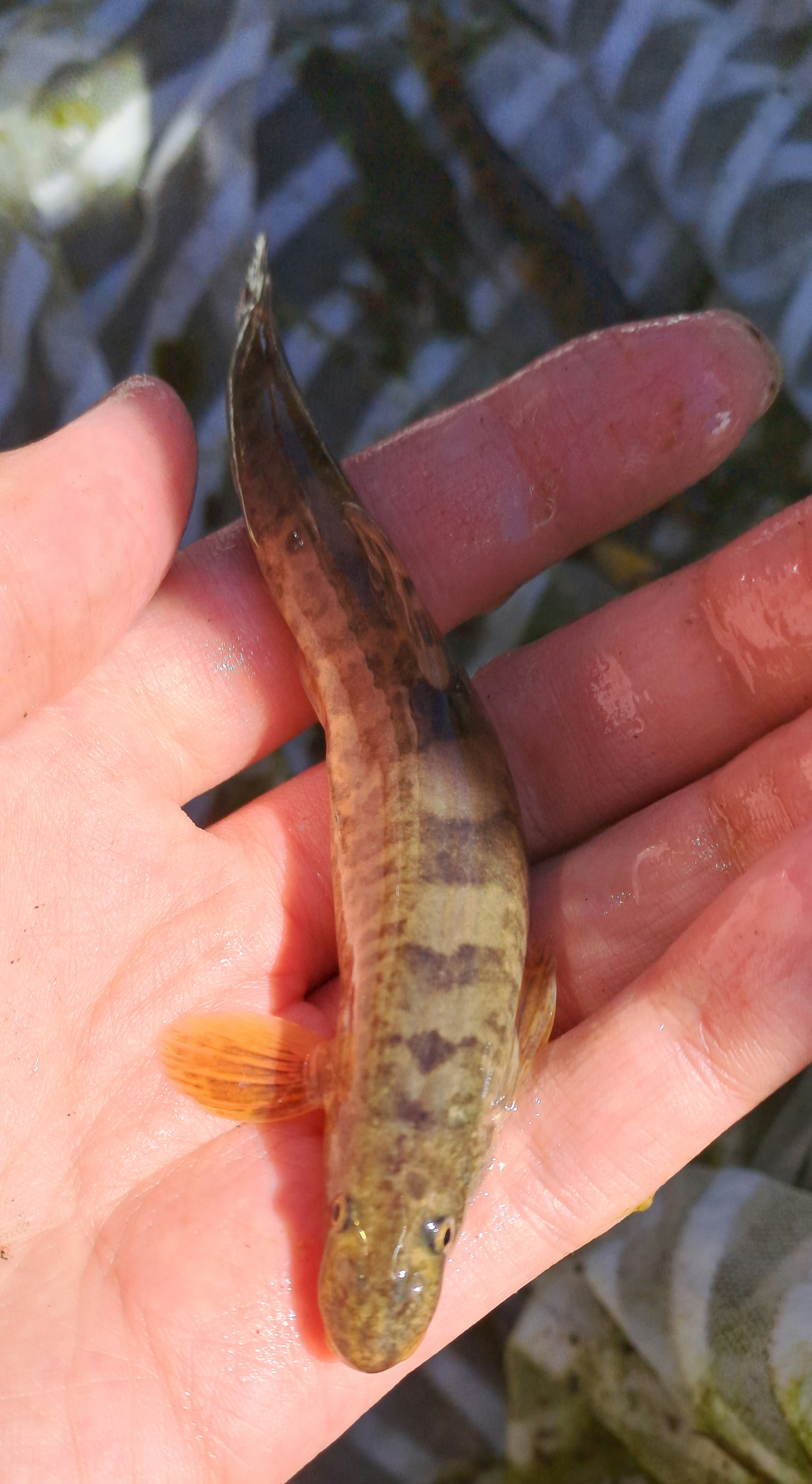 Tian Shan Loach