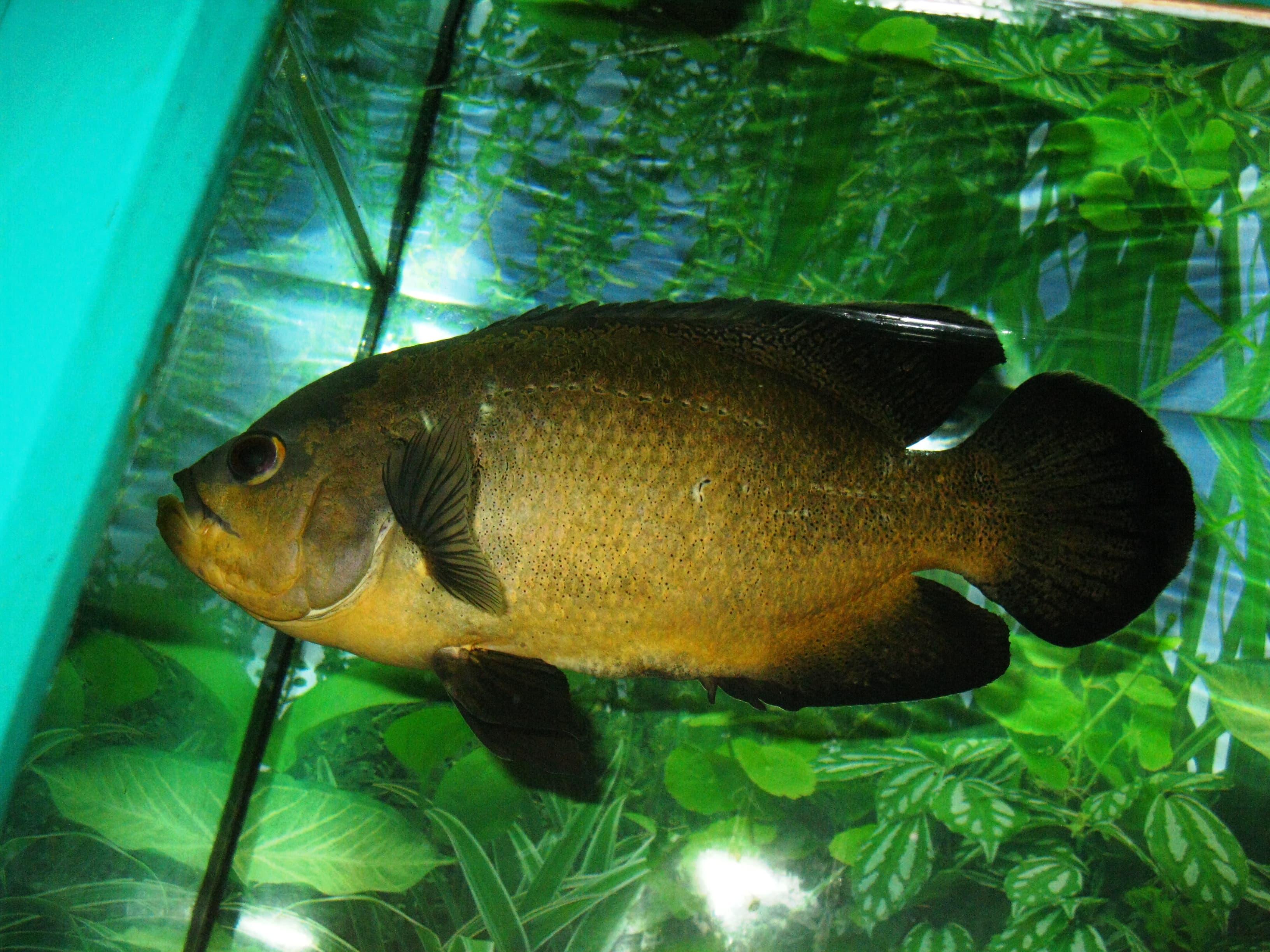 Oscar Cichlid