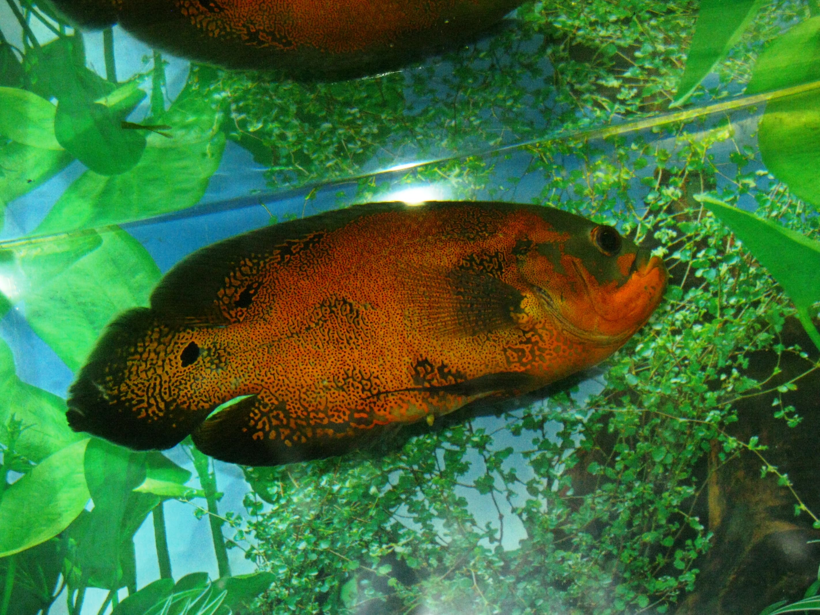 Oscar Cichlid