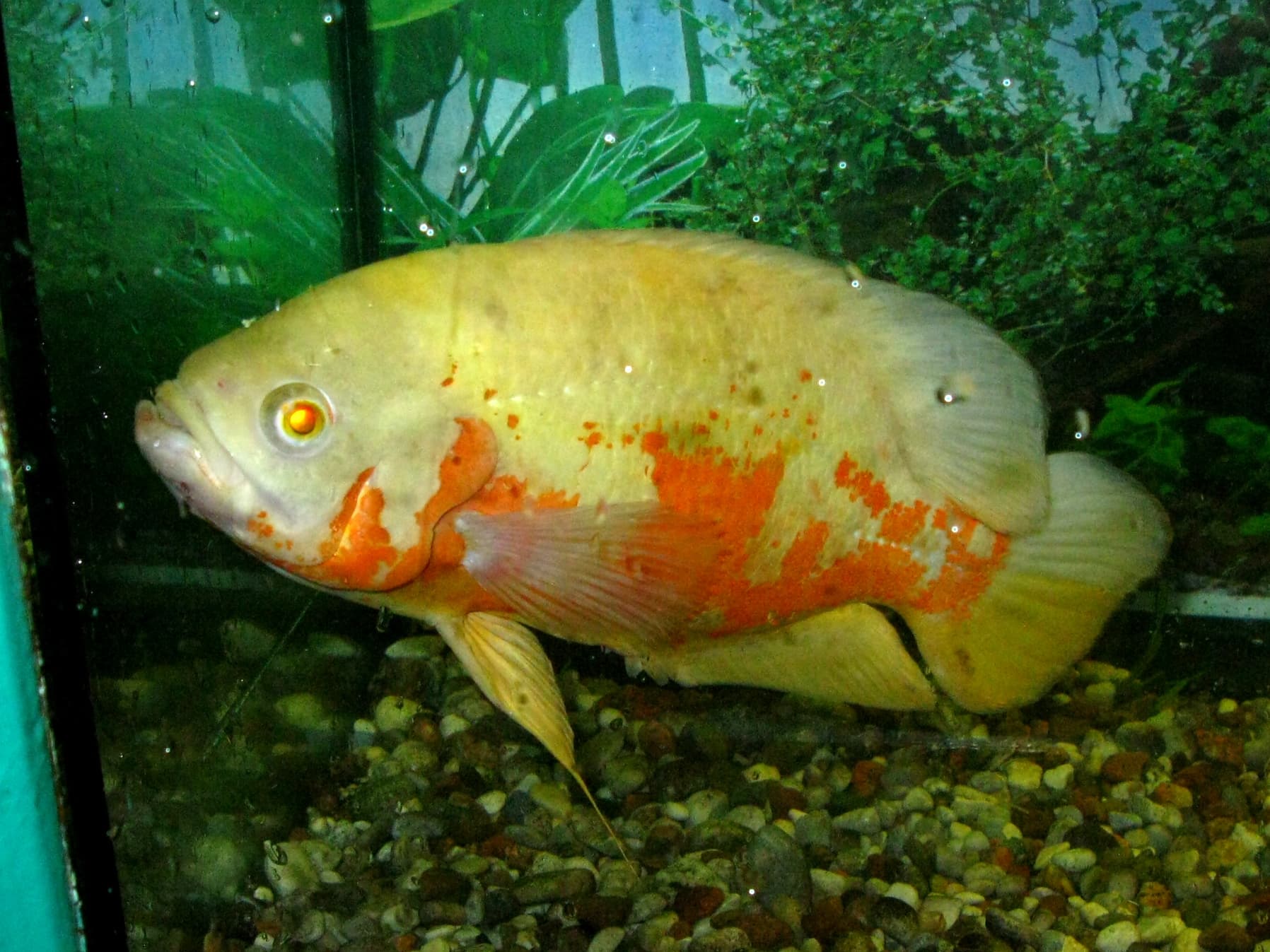 Oscar Cichlid