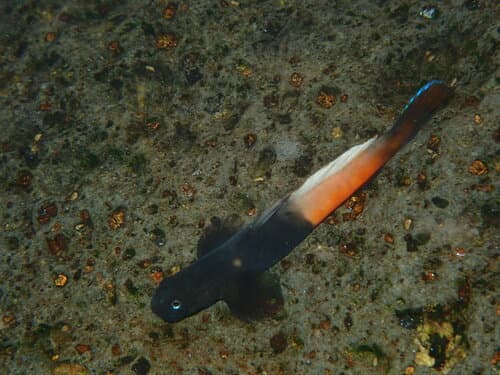 ‘O‘opu ‘alamo‘o