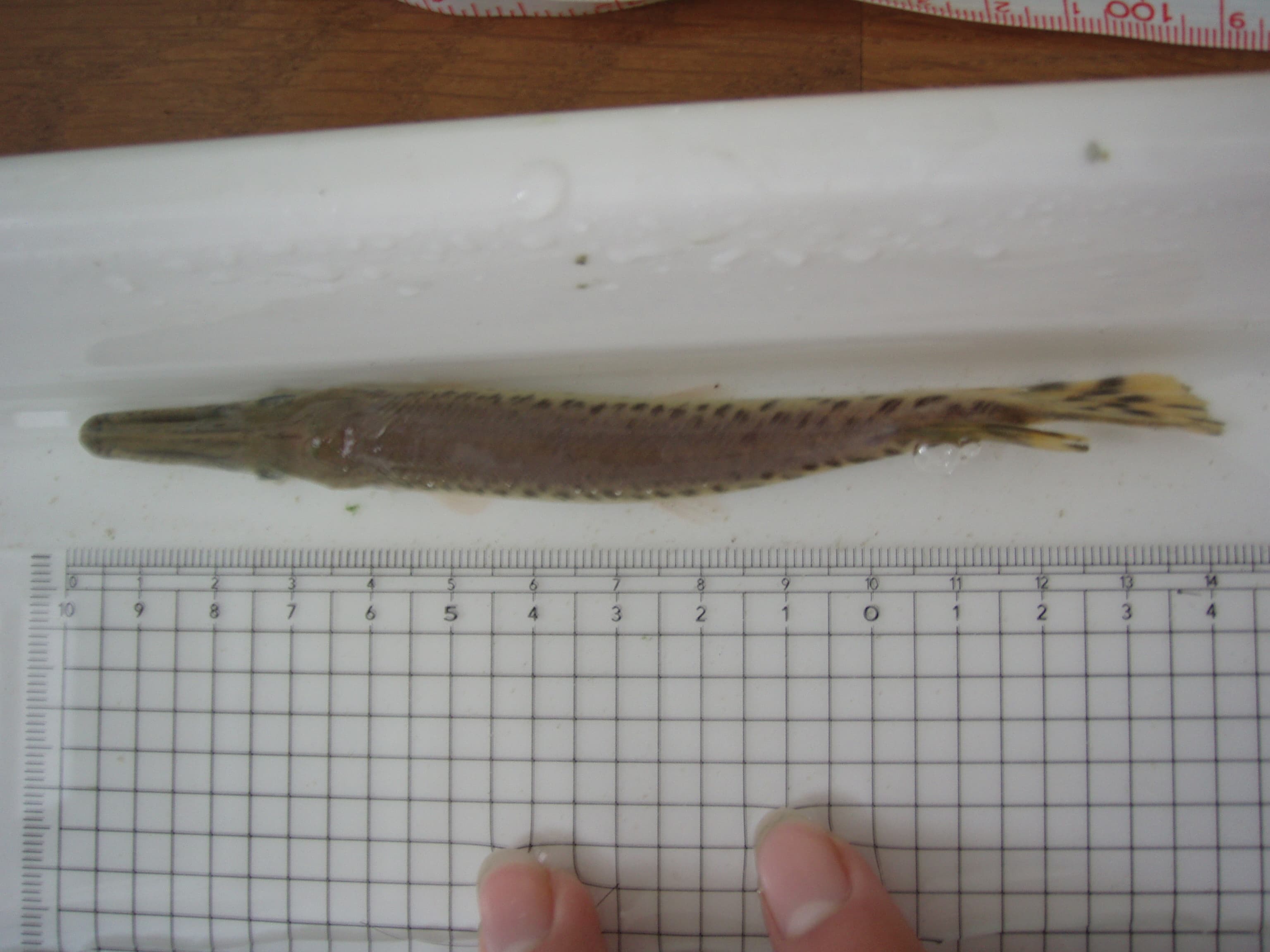 Alligator Gar
