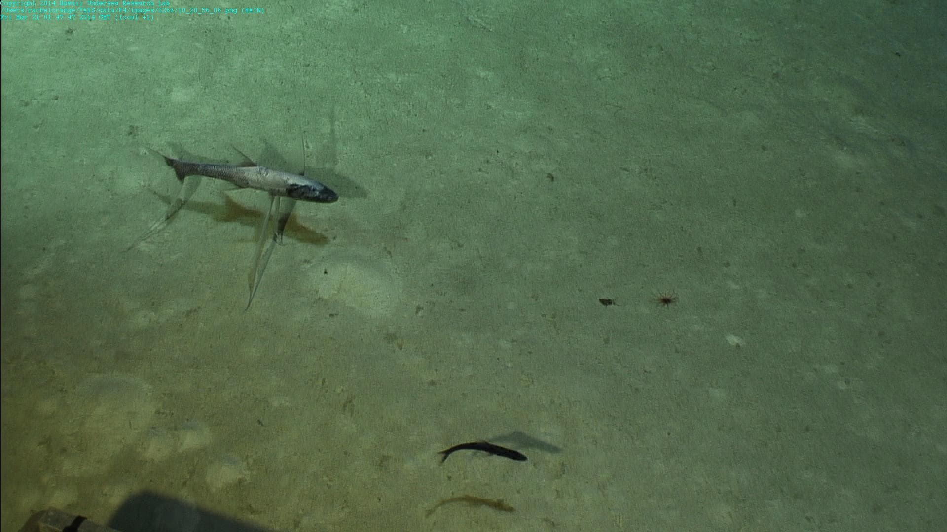 Tripod Fish