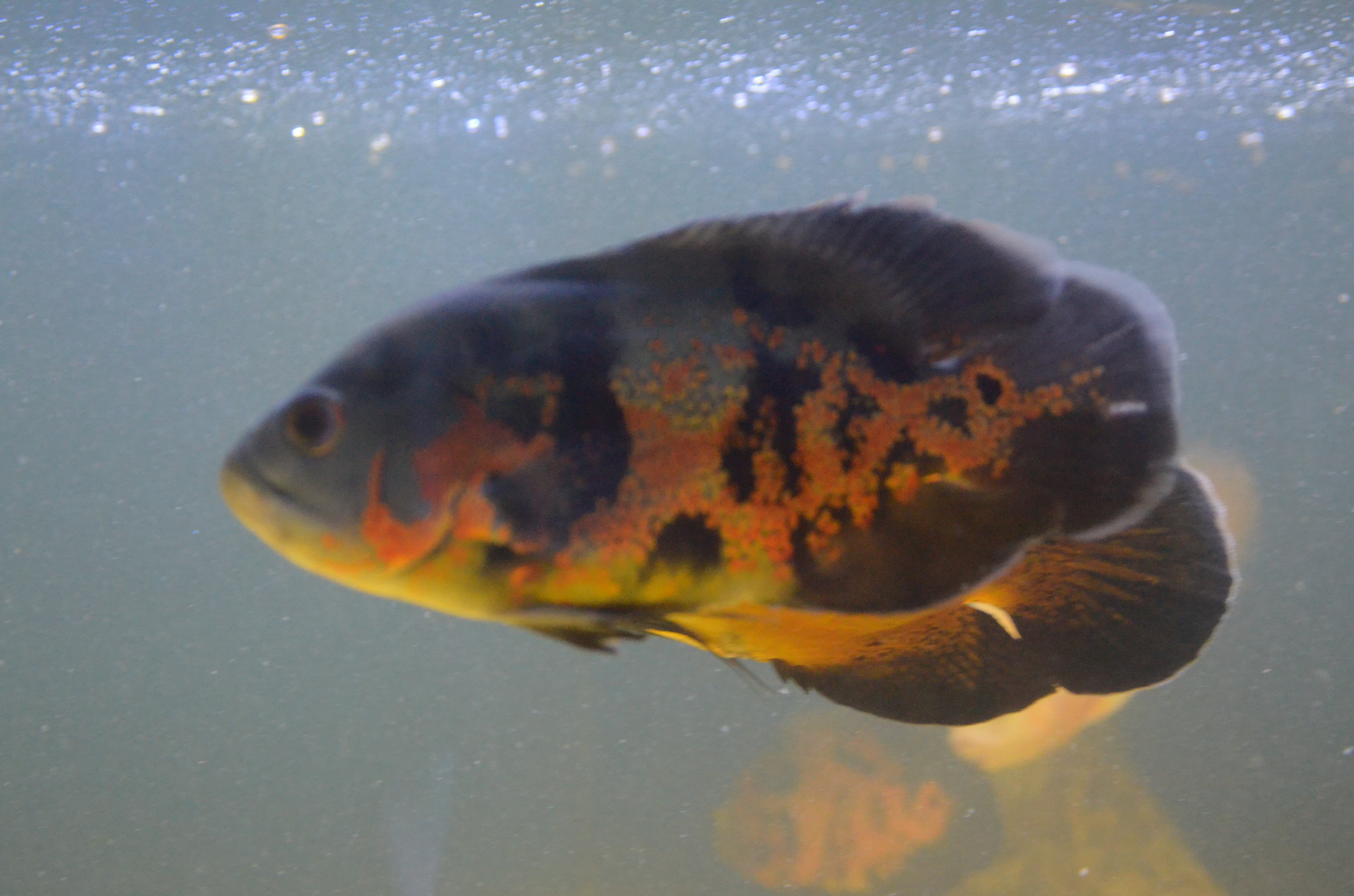 Oscar Cichlid