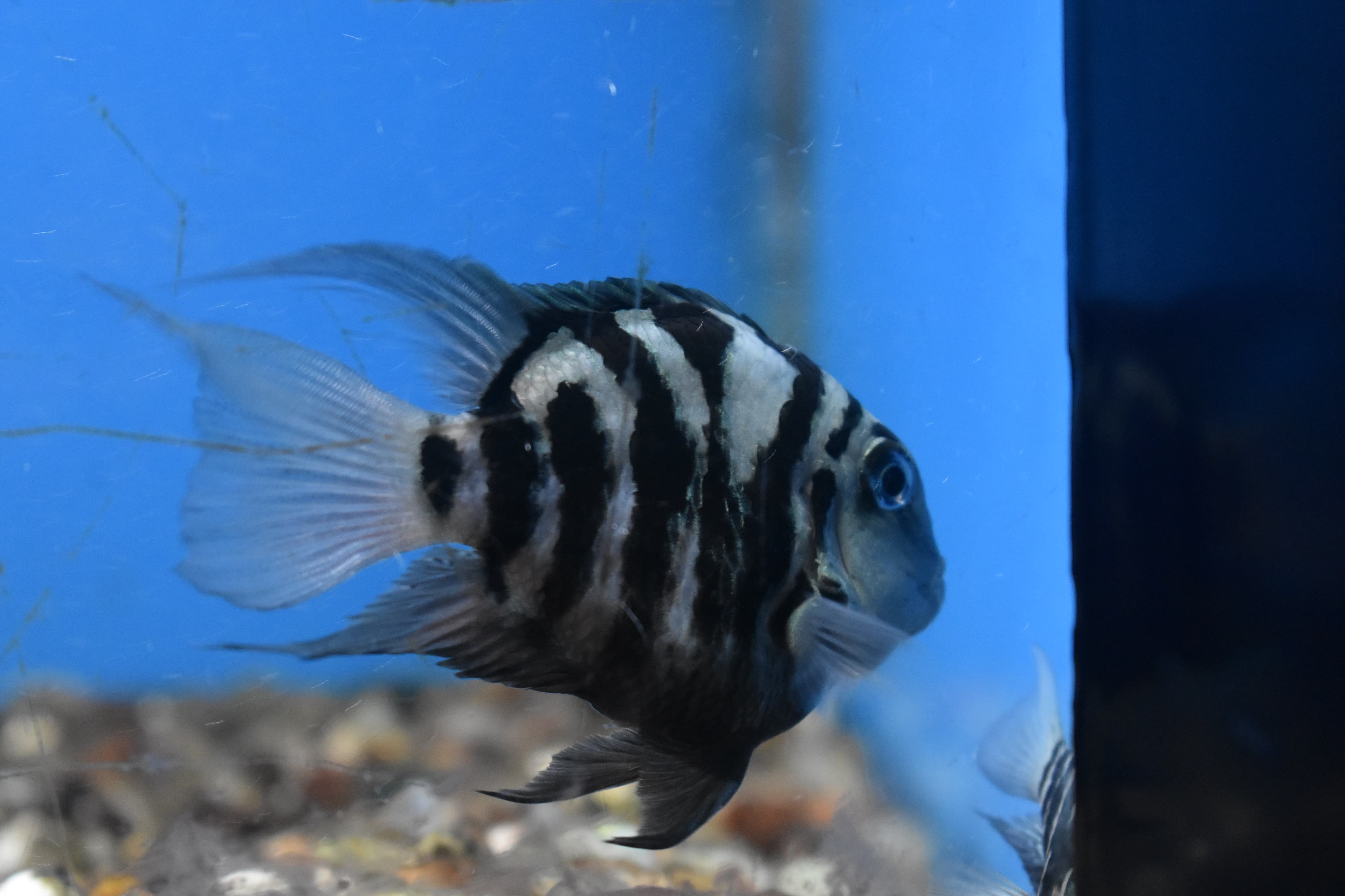 Convict Cichlid
