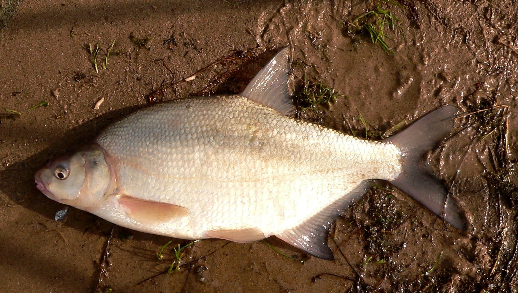 Carp Bream