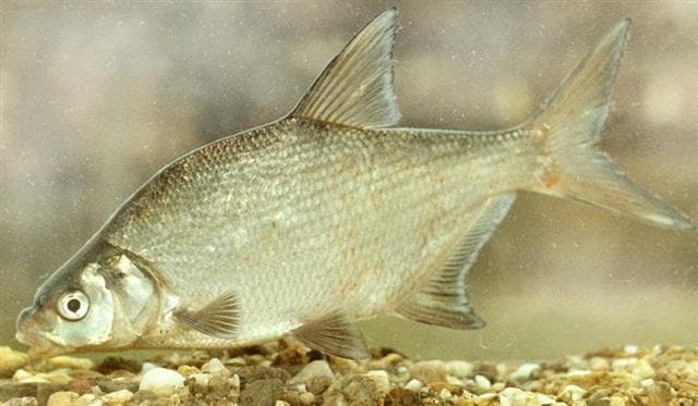 Common Bream