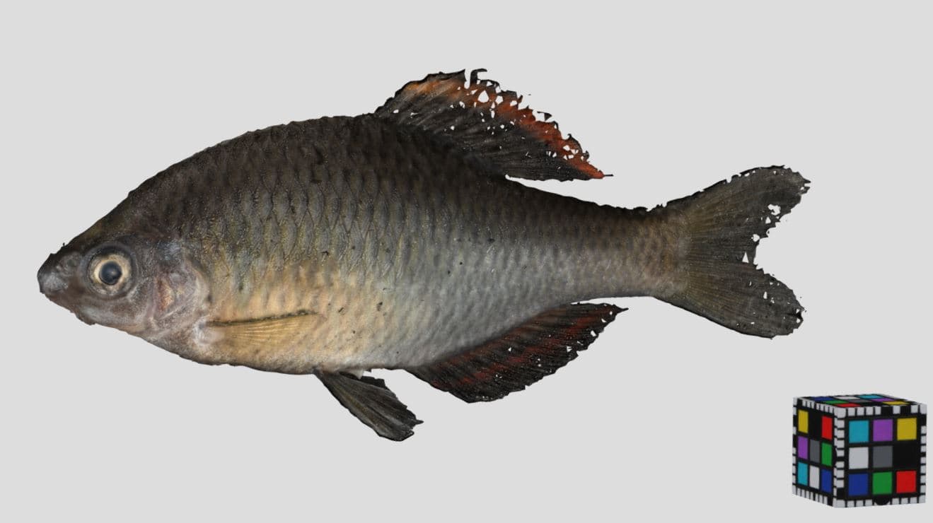 Aburabote