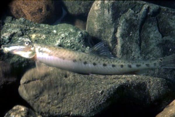 Horseface Loach