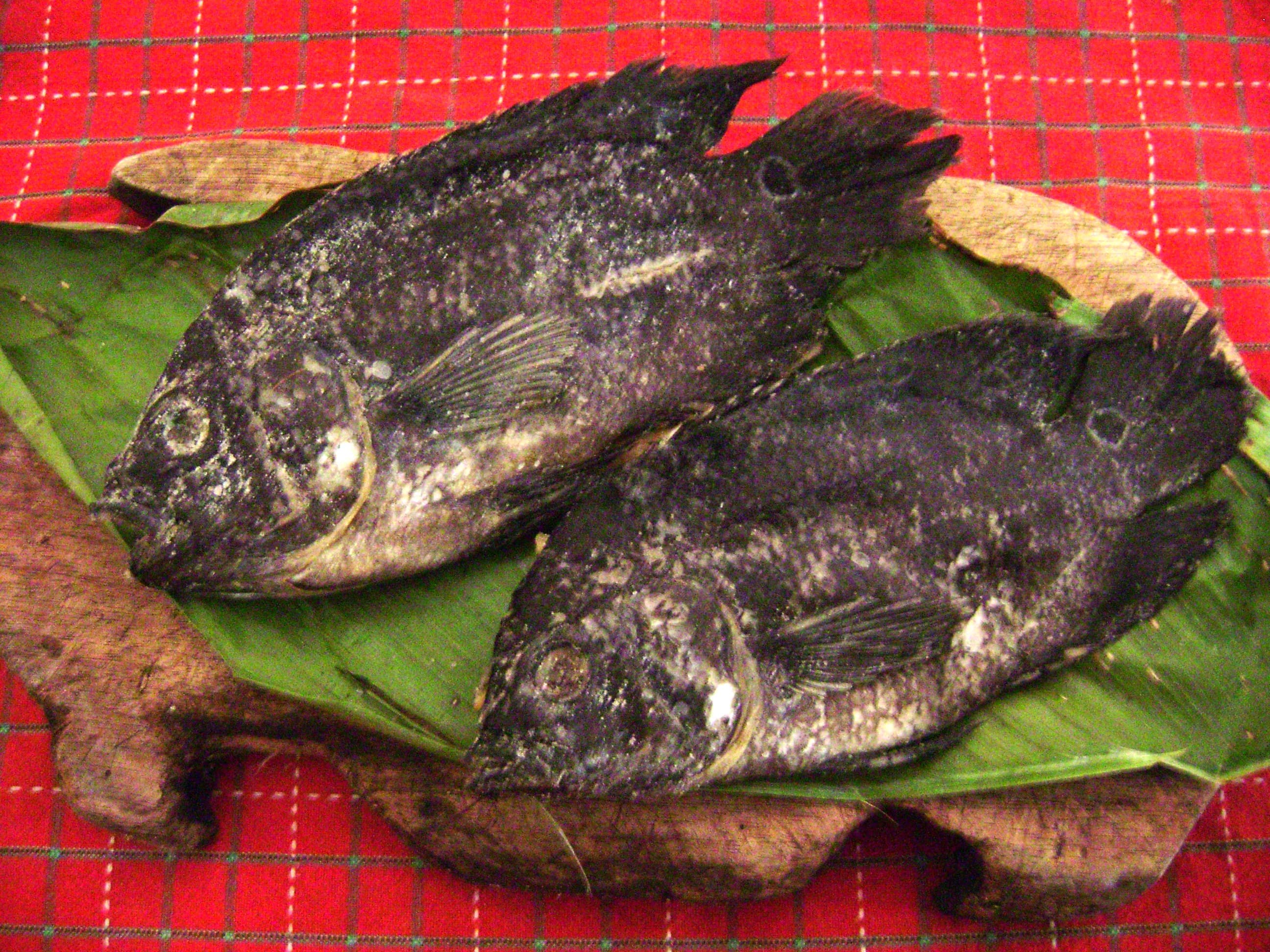 Oscar Cichlid