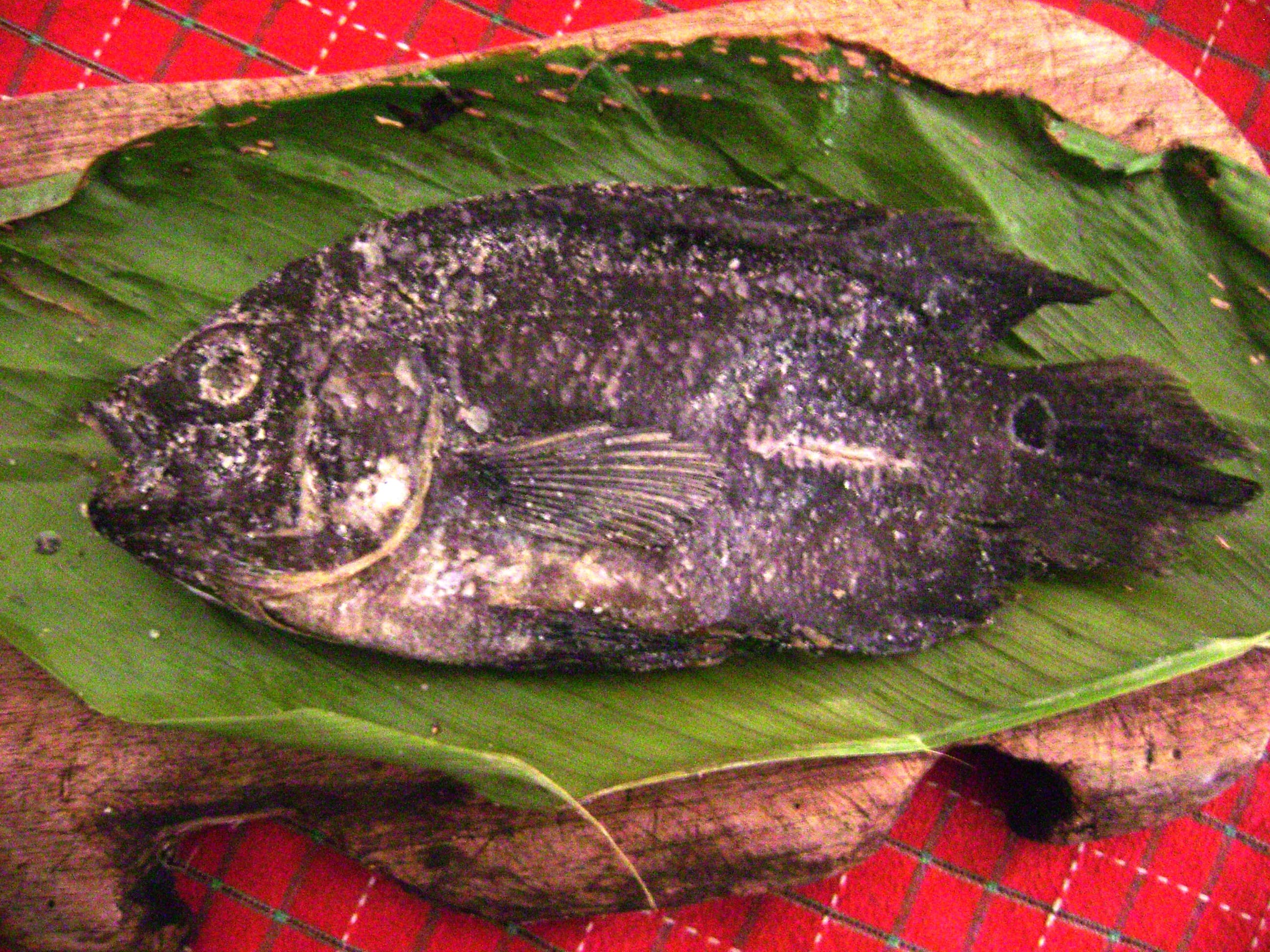 Oscar Cichlid