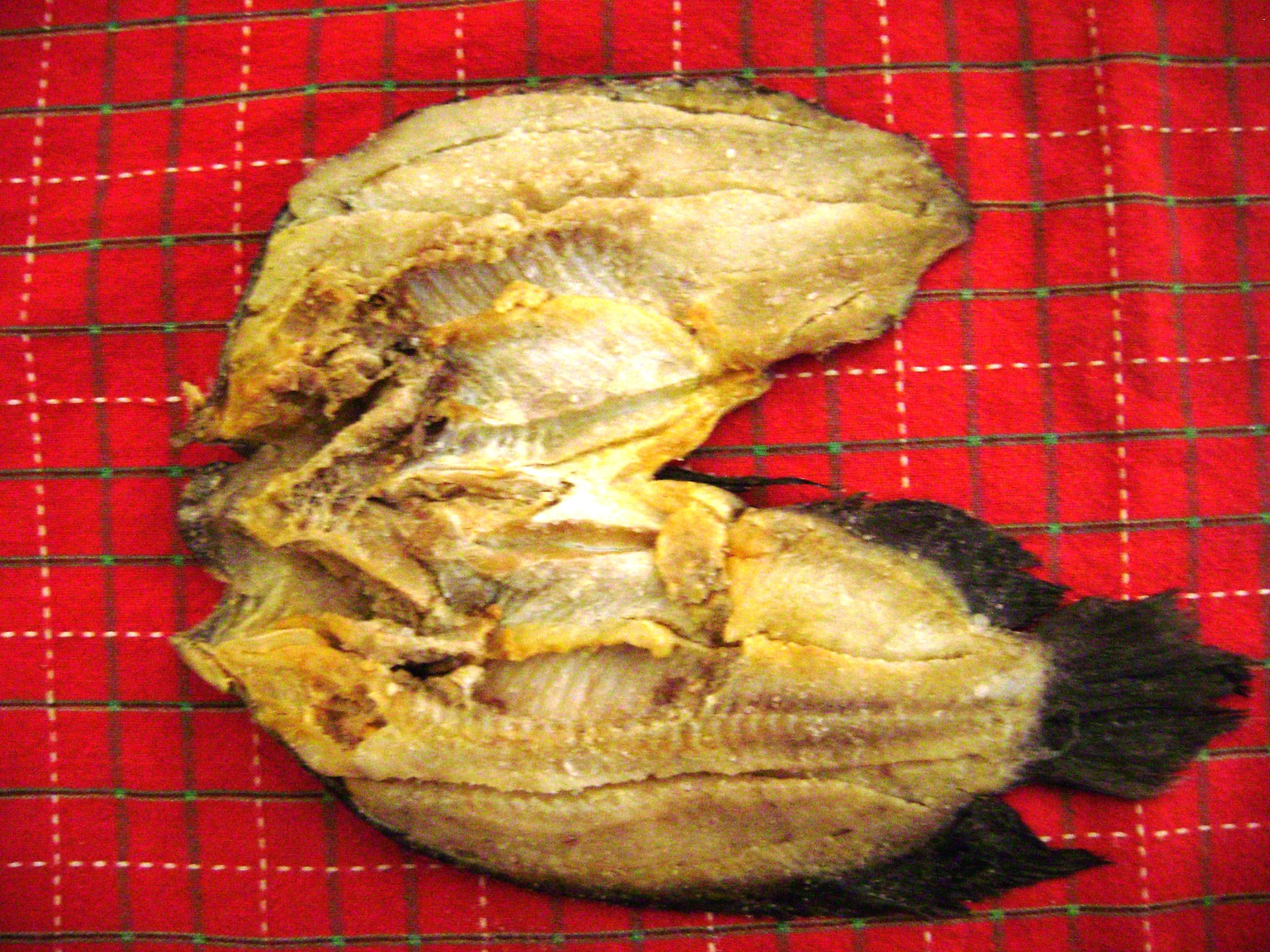 Oscar Cichlid