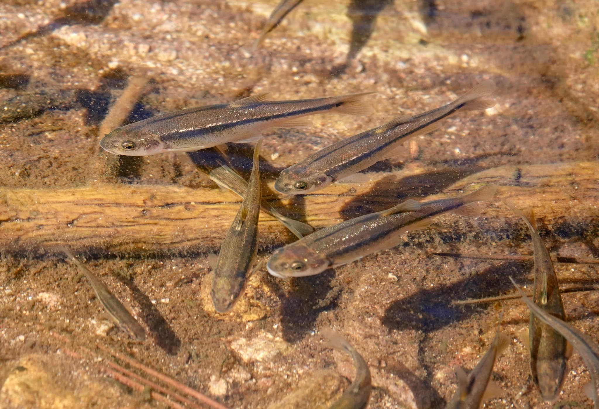 Longfin Dace