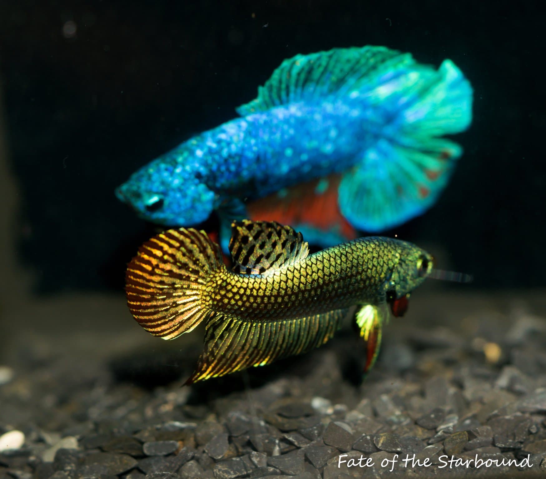Alien Metallic Betta