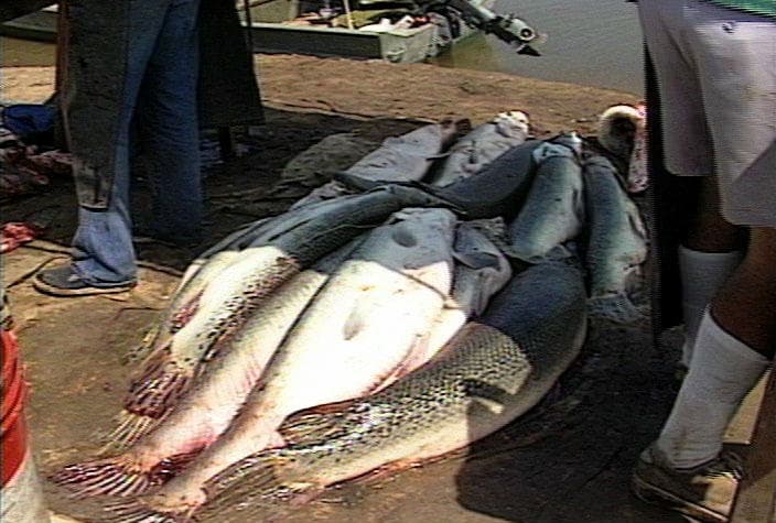 Alligator Gar