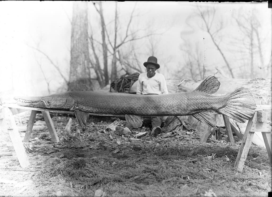 Alligator Gar