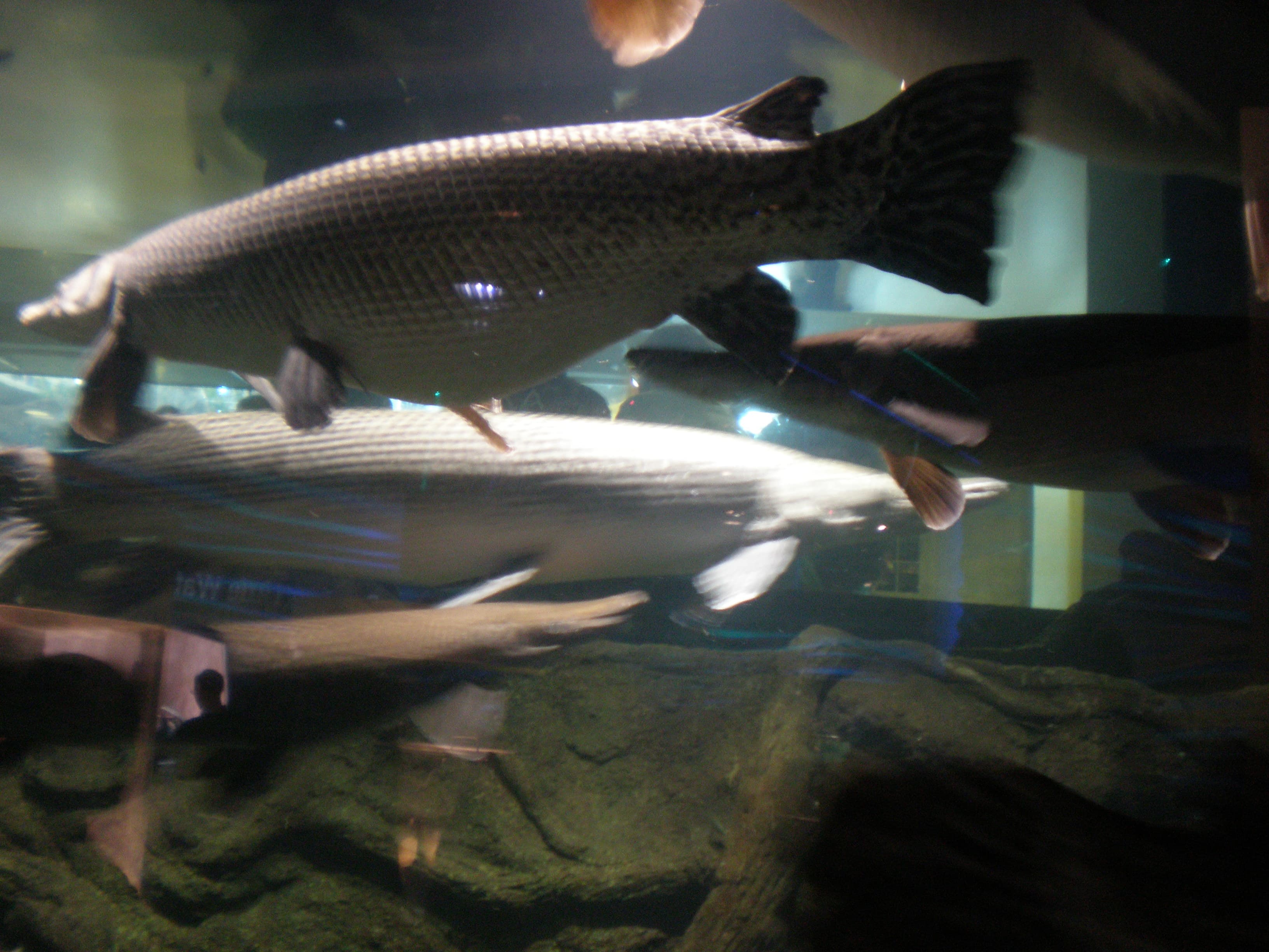 Alligator Gar