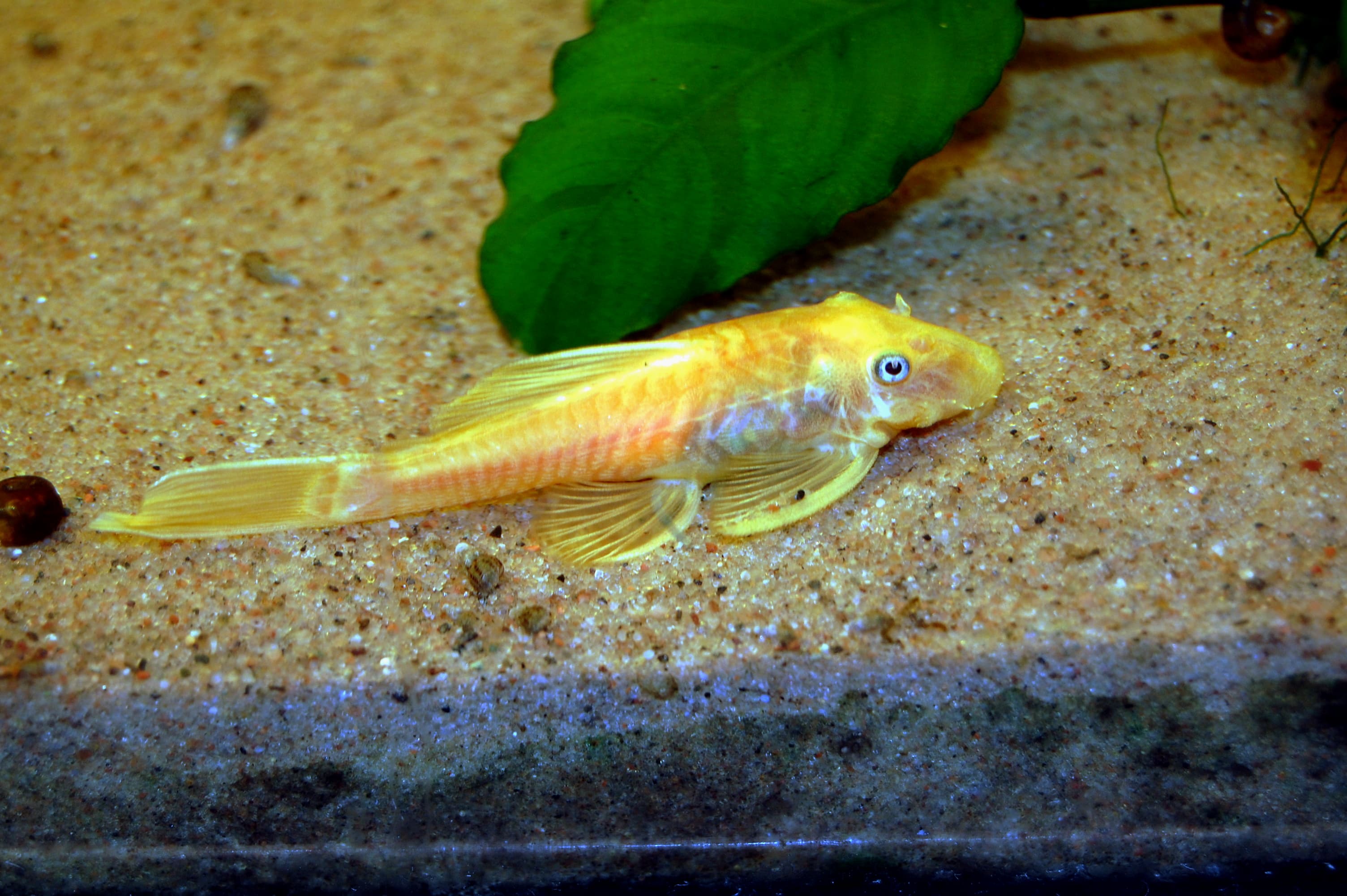L144 Blue Eye Bristlenose Pleco